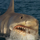 Via Jaws the Revenge